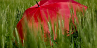 Воронежцам пообещали возвращение дождей и гроз на новой рабочей неделе - ГТРК Воронеж