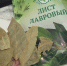 Перед выходом из дома всегда кладу лаврушку в карман - никакой магии, только наука - Prochepetsk.ru