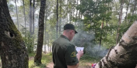 145 нарушений лесного законодательства выявлено в первом полугодии - Городской округ Красногорск