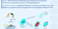 Люминесцентные бактерии как живой датчик и очиститель: итоги двухлетнего исследования - Краевой фонд науки