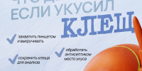 Что делать при укусах животных и насекомых - Окружная больница