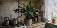 Выживут даже у жирной плиты: 5 комнатных растений, которые не боятся жары, пара и забывчивых хозяев - Prochepetsk.ru