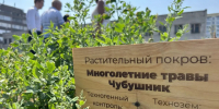 В СибГИУ на техноземе вырастили кустарники и кедры - ТК Кузбасс Первый