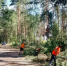 280 аварийных деревьев и 6 размывов устранили на дорогах Новгородской области за прошедшие выходные - Новгородское областное телевидение