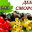 День смородины: правильно выбрать, собрать, хранить и приготовить - Красногорский район УР