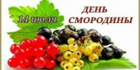 День смородины: правильно выбрать, собрать, хранить и приготовить - Красногорский район УР