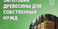 Древесина для своих: порядок и нормативы в Курганской области. - Варгашинский муниципальный округ