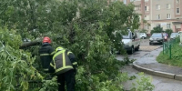 В Костроме усилят работу по выявлению и сносу аварийных деревьев - Администрация области
