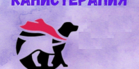 Объявлен грантовый конкурс проектов в области канистерапии и смежных практик с участием собак - Администрация г. Волжский