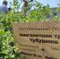 В СибГИУ на техноземе вырастили кустарники и кедры - ГТРК Кузбасс