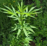 JPG Файл - УМВД Приморского края 