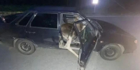 Госавтоинспекция Вологодской области - Cher-Poisk.Ru
