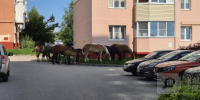 Калуга-поиск - Kaluga-Poisk.Ru