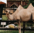 Ленинградский зоопарк объявил конкурс на лучшие имена для верблюдиц - Metro Петербург