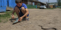 В Бурятии 12-летний мальчик оказался в реанимации после укуса гадюки - Infpol.Ru