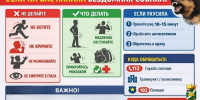Что делать, если на вас напала бездомная собака - Усть-Кутский район