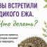 Волгоградские волонтеры рассказали, что делать при встрече с ежом и что под категорическим запретом - Riac34.Ru