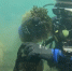 Краснокнижные виды водорослей обнаружили ученые в Черном море у берегов Анапы - Кубанские Новости