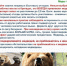Правила поведения при встрече с медведем: как сохранить жизнь. - Емельяновский район