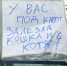 «Не заводите двигатель»: как записка на стекле спасла кошачью семью под капотом автомобиля в Балашихе - MosRegToday.Ru