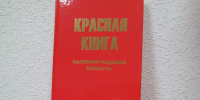 В Калининградской области приступили к подготовке нового издания Красной книги - NewKaliningrad.Ru