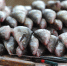 Экспорт рыбной продукции из Приморья и Сахалина за неделю вырос в 2,5 раза - КП Владивосток