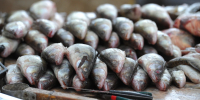 Экспорт рыбной продукции из Приморья и Сахалина за неделю вырос в 2,5 раза - КП Владивосток