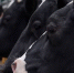 На 10% выросло производство продуктов питания в Липецкой области - Липецкая ГТРК