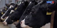 На 10% выросло производство продуктов питания в Липецкой области - Липецкая ГТРК