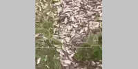 Лесная рыбалка: в Свердловской области рыбу собирают как грибы - видео - ТРК Татарстан-Новый век