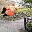 Дворник чуть не провалился в открытый колодец в Мурманске [видео] - SeverPost.ru