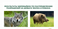 Опубликованы протоколы результатов жеребьёвок по распределению разрешений на добычу волка и кабана - Госохотдепартамент Тюменской области