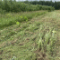 14.07.2026 | В Конаковском округе ликвидировали 10 гектаров борщевика Сосновского - Минконтроль Тверской области
