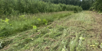 14.07.2026 | В Конаковском округе ликвидировали 10 гектаров борщевика Сосновского - Минконтроль Тверской области