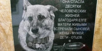 В Приморско-Ахтарске увековечили память служебной овчарки, ценой жизни спасшей десятки полицейских - Itar-TassKuban.Ru
