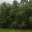 В Татарстане пройдет IX слёт школьных лесничеств «#Лес.Память.Единство» - Газета Тетюшские зори