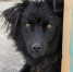 cute-dog-shelter-waiting-be-adopted-by-someone - ТРК Щелково