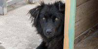 cute-dog-shelter-waiting-be-adopted-by-someone - ТРК Щелково