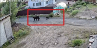 Медведица с медвежатами вышла к дачным домам в Костомукше - StolicaOnego.Ru
