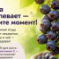 Предлагаем лучшие рецепты по заготовке ирги на зиму - Газета Тетюшские зори