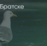 Поделитья во ВКонтакте - Братская Студия Телевидения