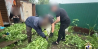 Плантацию с 4 тысячами кустов конопли нашли полицейские в Хабаровске - ИА Хабаровский край сегодня