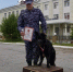 Кинологический тандем из Магадана завоевал бронзу на соревнованиях Восточного округа Росгвардии - Росгвардия