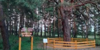 В Звериноголовском округе обновили территорию рядом с самой старой сосной региона - Новый мир