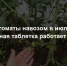 2 гр. на 10 л воды - и томаты перестают жировать, дают урожай по 5 кг с куста - Prochepetsk.ru