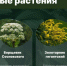 Инвазивные растения и меры борьбы с ними - Газета Слово народа