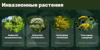 Инвазивные растения и меры борьбы с ними - Газета Слово народа