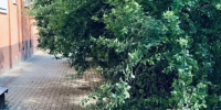 Власти Калуги займутся кустами на Георгиевской, где собираются алкоголики - Калужский перекрёсток