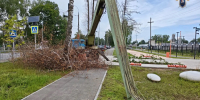 Мужчина погиб во время спила аварийных деревьев в Лыскове - фото 1 - vGorodeN.Ru
