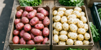 Фиолетовая, белая или жёлтая: какая картошка полезнее и вкуснее - биолог расставил точки над "i" - Progorod33.Ru